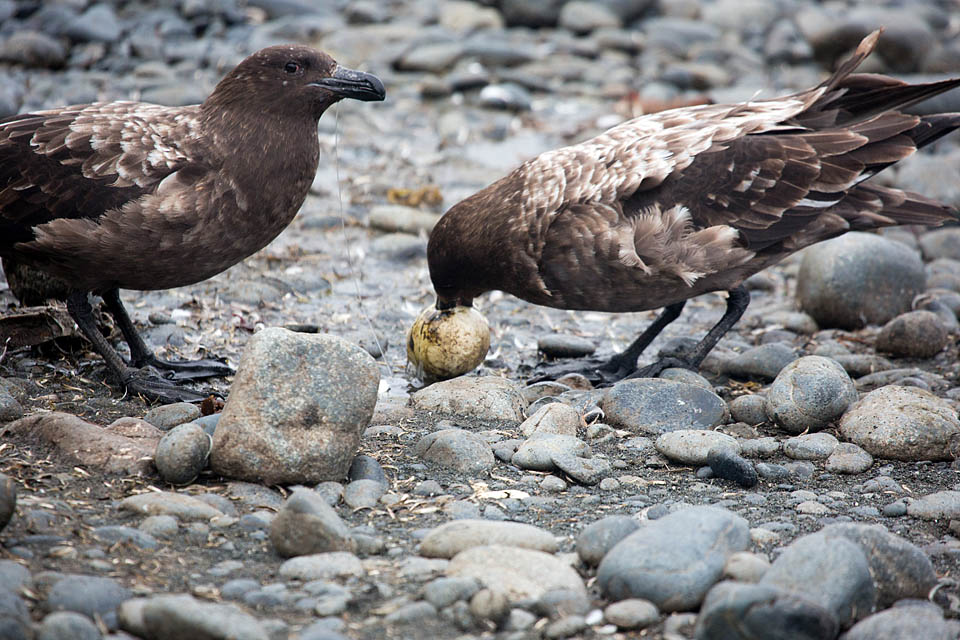 Brown Skua (Stercorarius antarcticus)